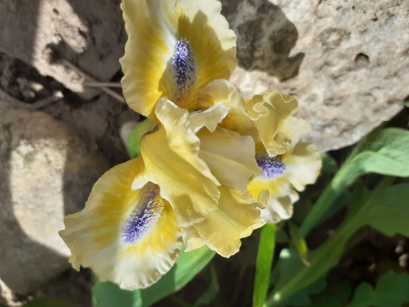 Lemon Twist - IRISI PITICI 2023