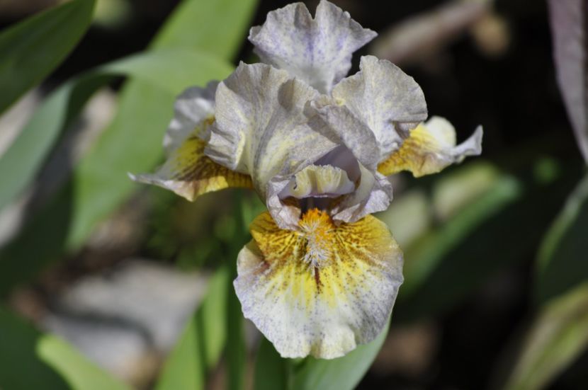 LITTLE KEEPSAKE - IRISI PITICI 2023