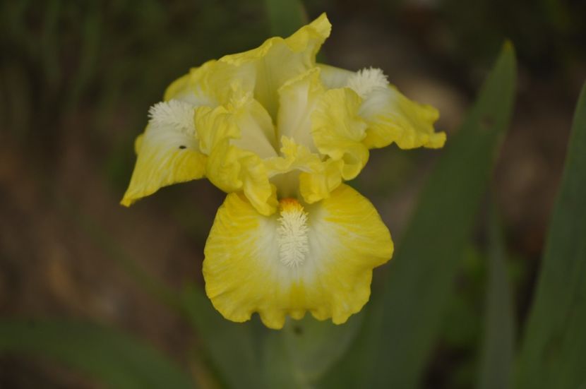 LUST FOR LEMON - IRISI PITICI 2023