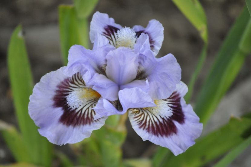 Oh Canada - IRISI PITICI 2023