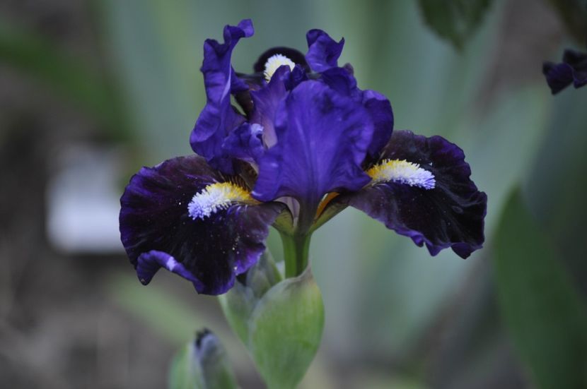 PULSATOR - IRISI PITICI 2023