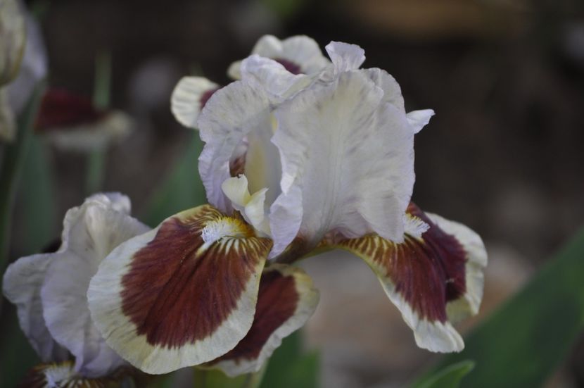 RED HEART - IRISI PITICI 2023