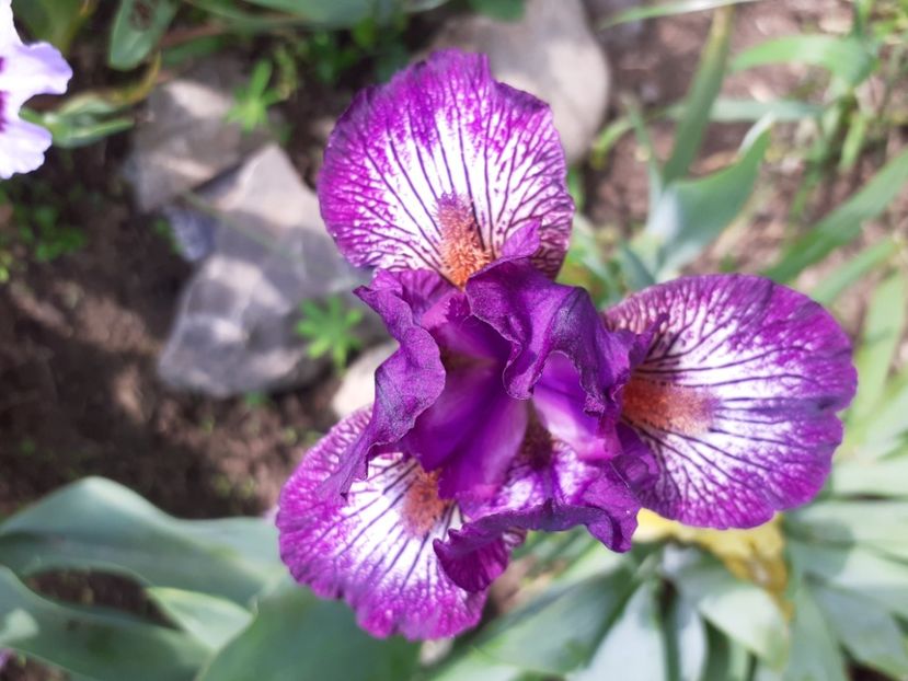 Retort - IRISI PITICI 2023