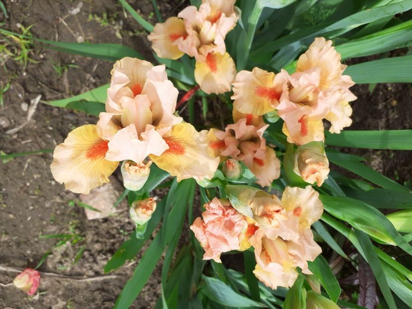 ROMANCE NOVEL - IRISI PITICI 2023