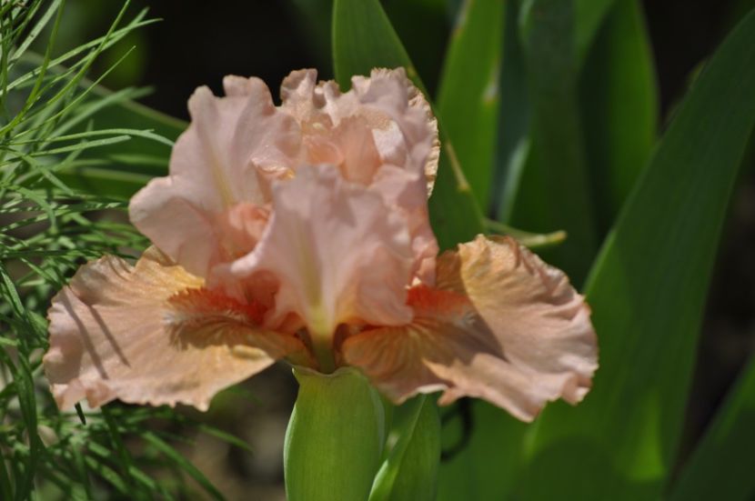 ROMANCE NOVEL - IRISI PITICI 2023