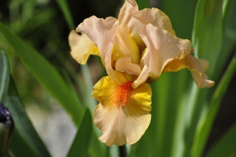 ROMANCE NOVEL - IRISI PITICI 2023