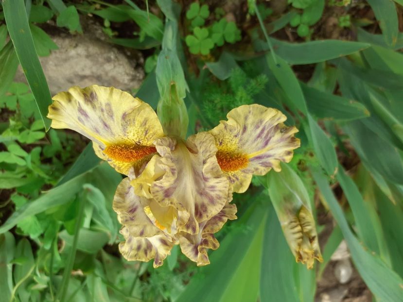 Scoundrel - IRISI PITICI 2023