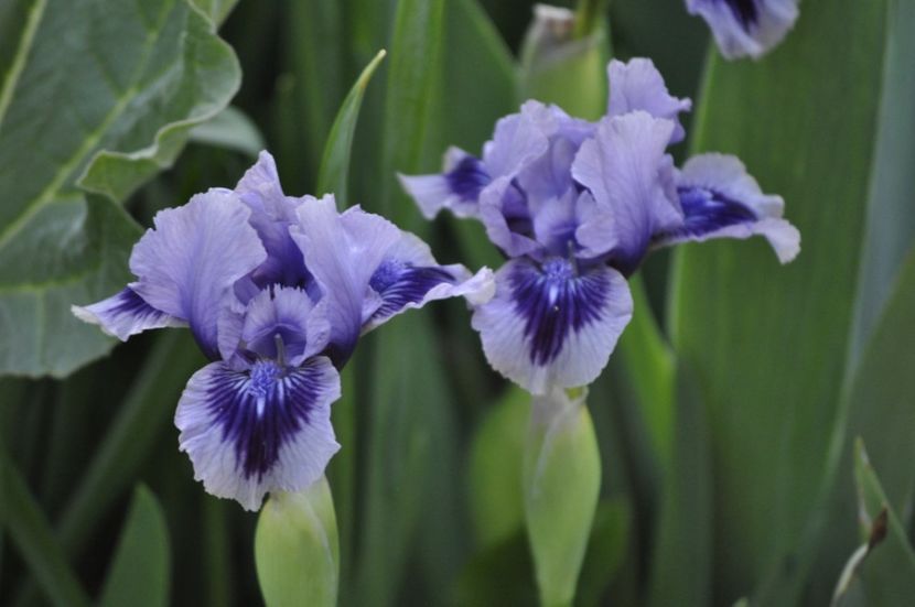 Storm Song - IRISI PITICI 2023