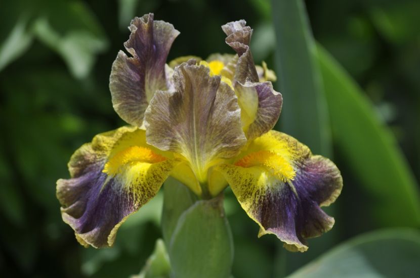 Sun Going Down - IRISI PITICI 2023