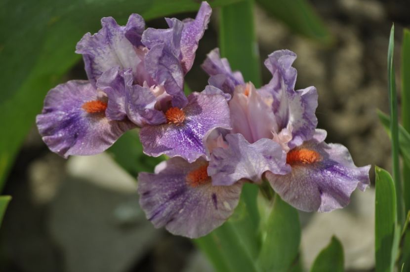 Sweet Devotion - IRISI PITICI 2023