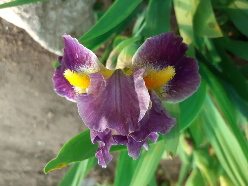 THAT' THE SPIRIT - IRISI PITICI 2023