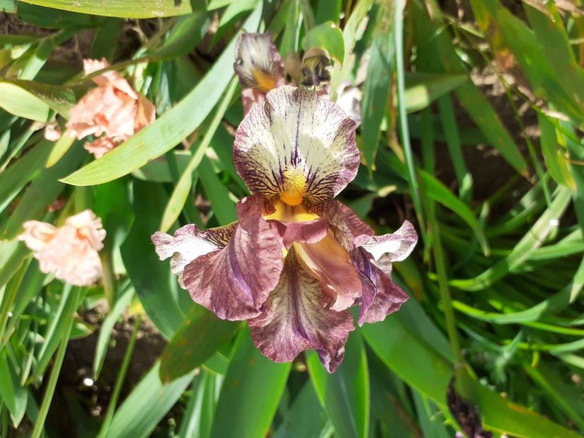 Waylaid - IRISI PITICI 2023