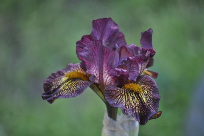 WEBMASTER - IRISI PITICI 2023