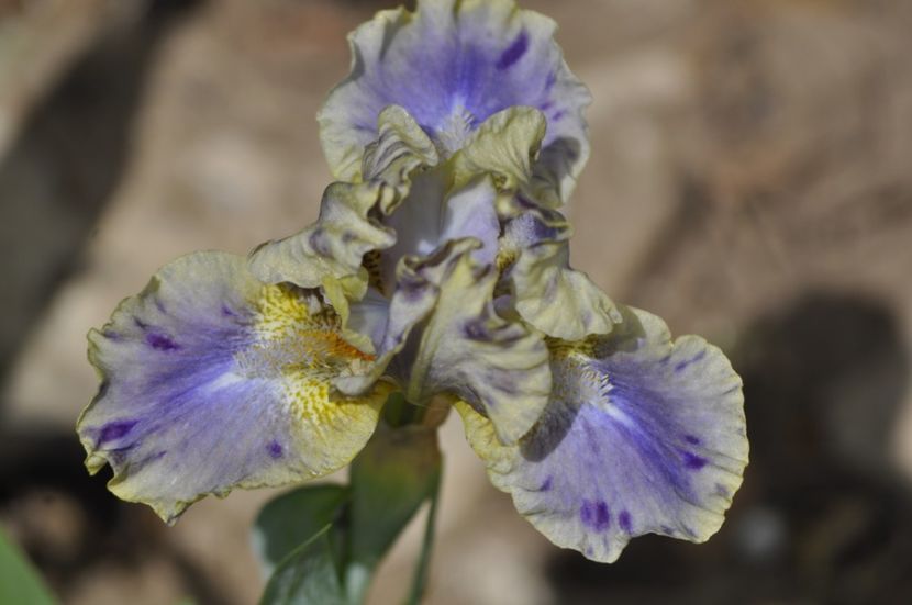 _DSC0041 - IRISI PITICI 2023