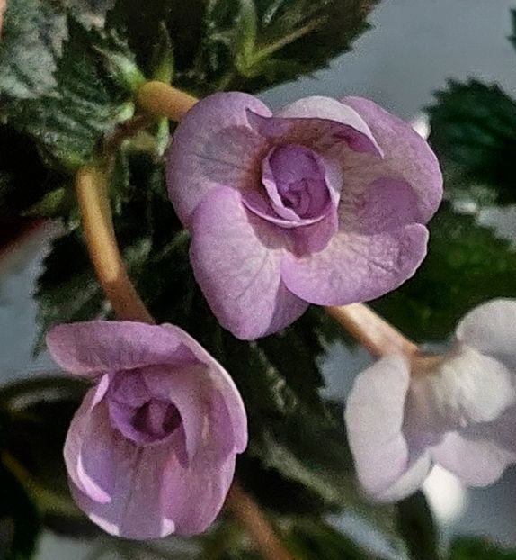  - LAVENDER BLISS