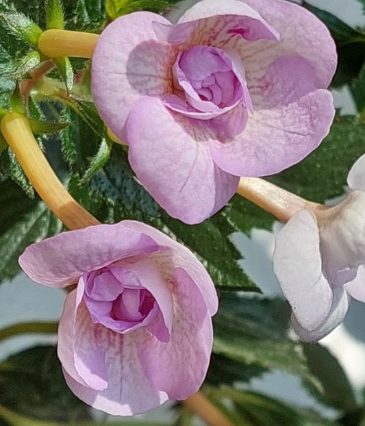  - LAVENDER BLISS