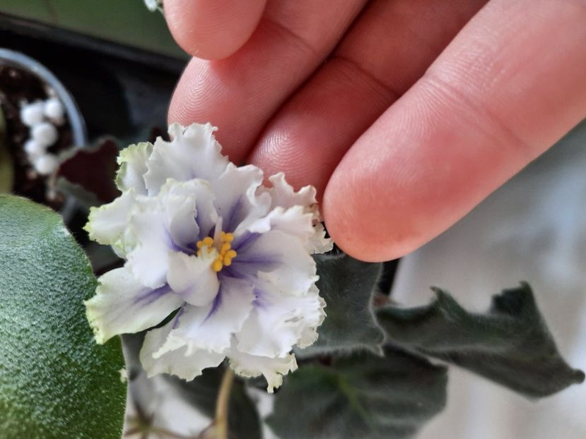  - RM Rosa v Izumrude