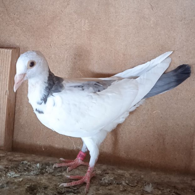 Pui 24-132....-10 lei - Porumbei vanduti