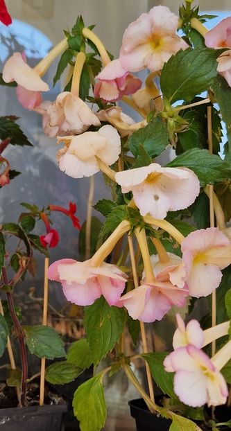  - Yellow English Rose p