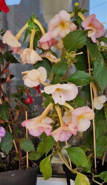 Cu majoritatea florilor simple - Yellow English Rose p