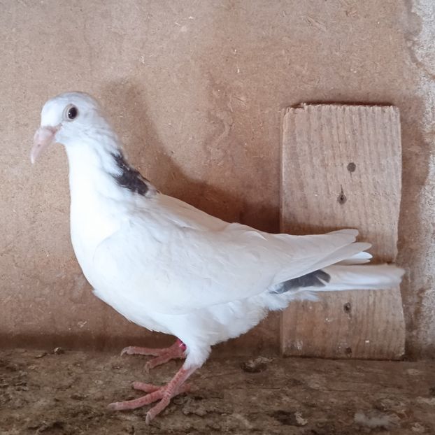 Pui 24-136....-10 lei - Porumbei vanduti