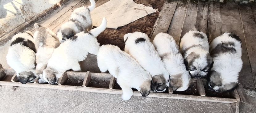  - Ciobanesc Mioritic cu pedigree