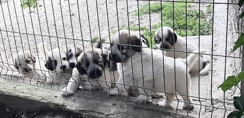  - Ciobanesc Mioritic cu pedigree