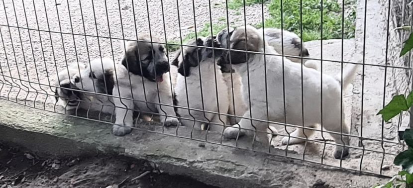  - Ciobanesc Mioritic cu pedigree