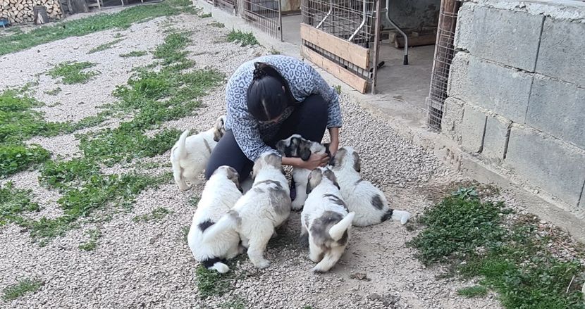  - Ciobanesc Mioritic cu pedigree