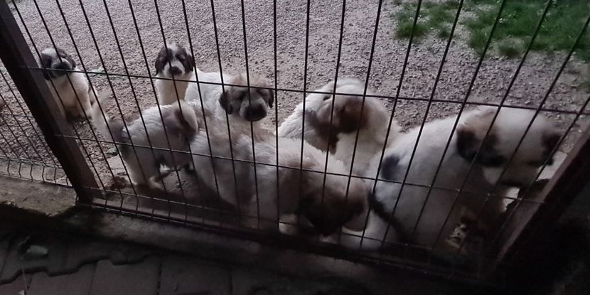  - Ciobanesc Mioritic cu pedigree