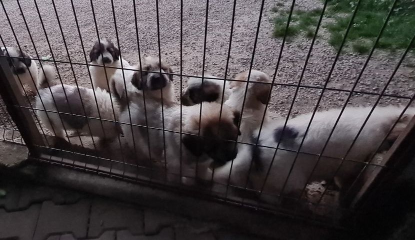  - Ciobanesc Mioritic cu pedigree