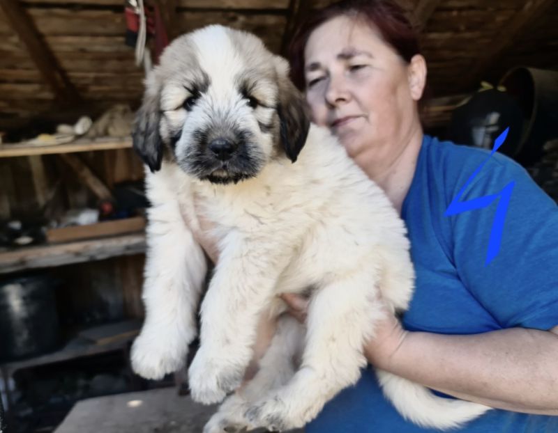  - Ciobanesc Mioritic cu pedigree