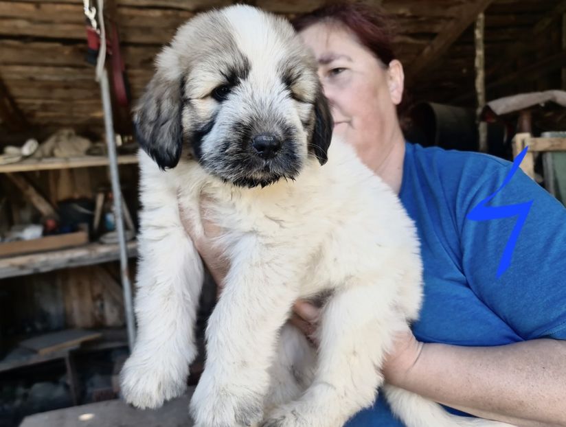  - Ciobanesc Mioritic cu pedigree