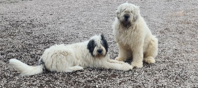  - Ciobanesc Mioritic cu pedigree