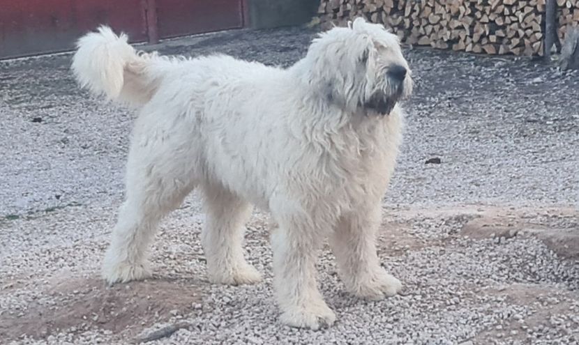  - Ciobanesc Mioritic cu pedigree