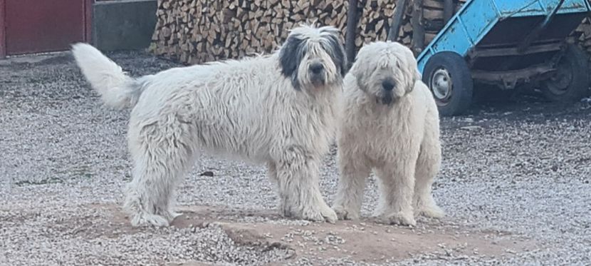  - Ciobanesc Mioritic cu pedigree