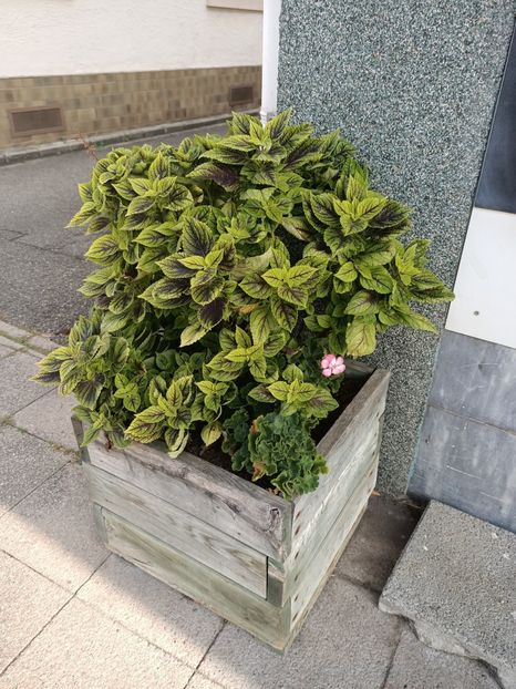 Img.2023.09.30 - Zu-Cele mai frumoase grădini