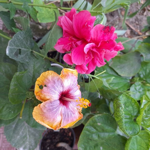 30.09.2023 - HIBISCUSI 2023-2