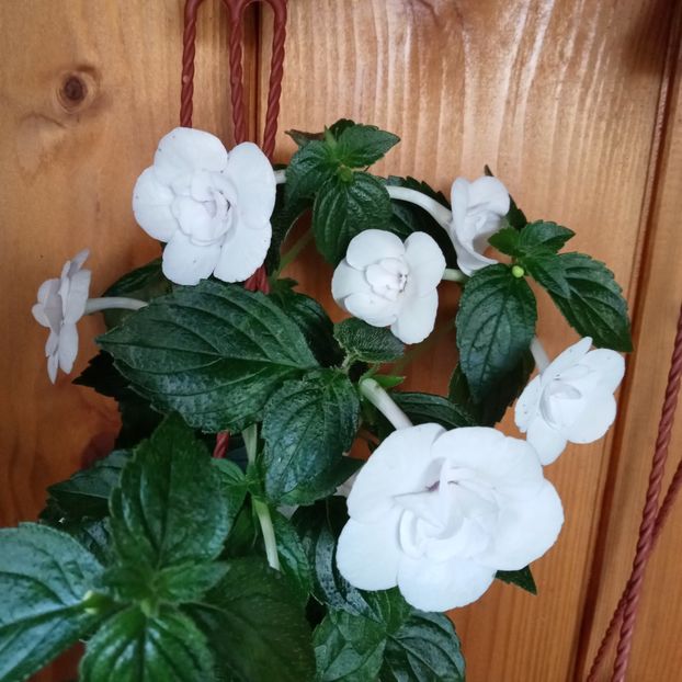  - Double Picotee Rose