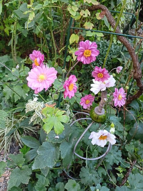  - Grădina 2023 continuare 5