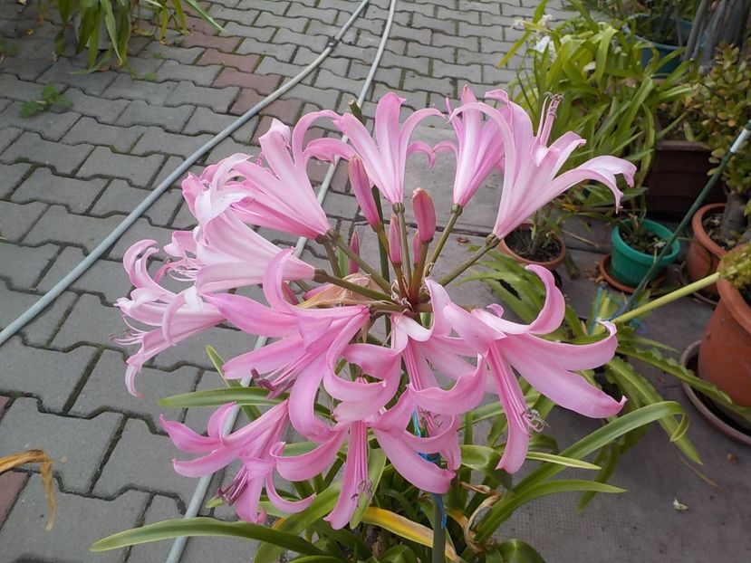  - crinul belladona 2021