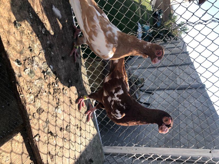 95780B0A-87F6-4766-9C39-3D6B7C6A5880 - Berberi2023