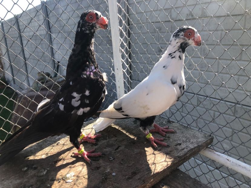 9B025409-88B9-463F-997C-A002B74A8FEB - Berberi2023