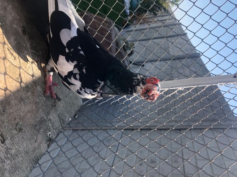 447FB679-FBF5-439B-84BC-C3823BB21893 - Berberi2023