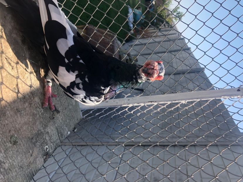 C2BD9190-FC96-45A9-9755-9B10B083E590 - Berberi2023