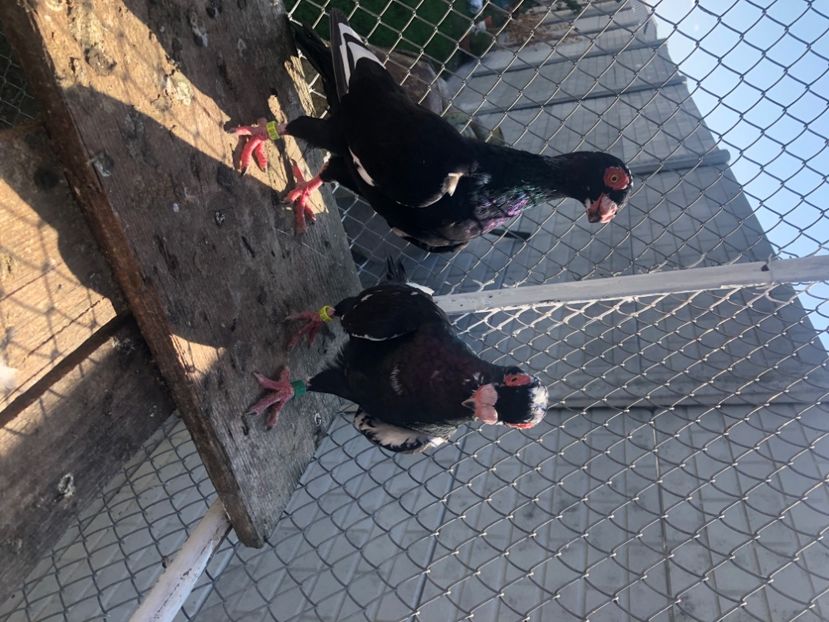 2639C840-338A-45F3-A043-6014551C7A2D - Berberi2023