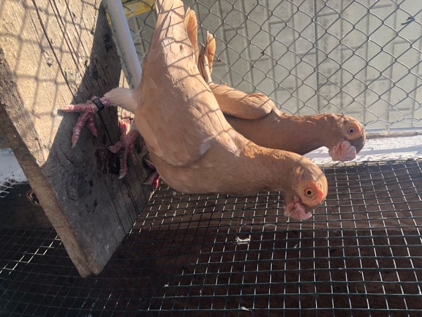 68C6B831-E7CB-4BE3-A9AD-6ED71D5717E5 - Berberi2023