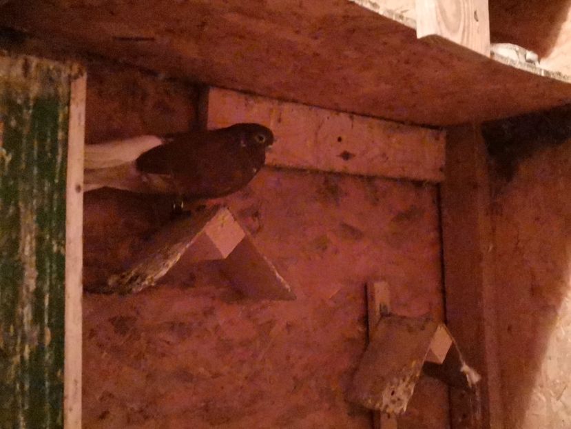  - Voliera de la țară!