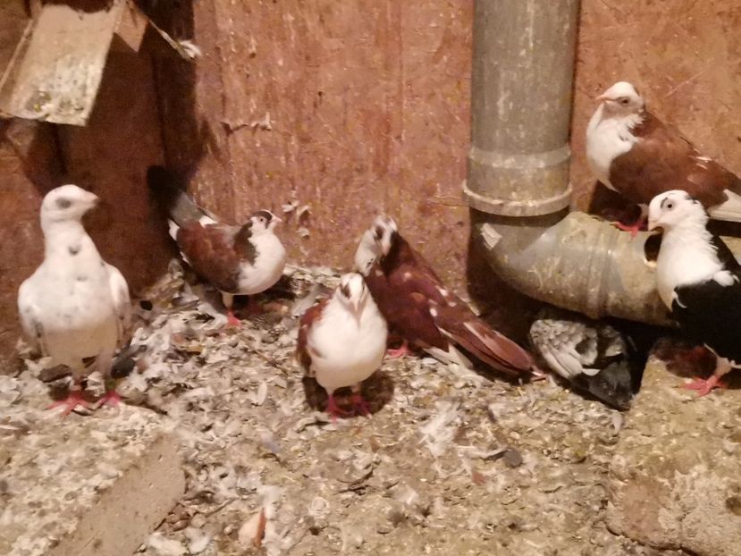  - Voliera de la țară!