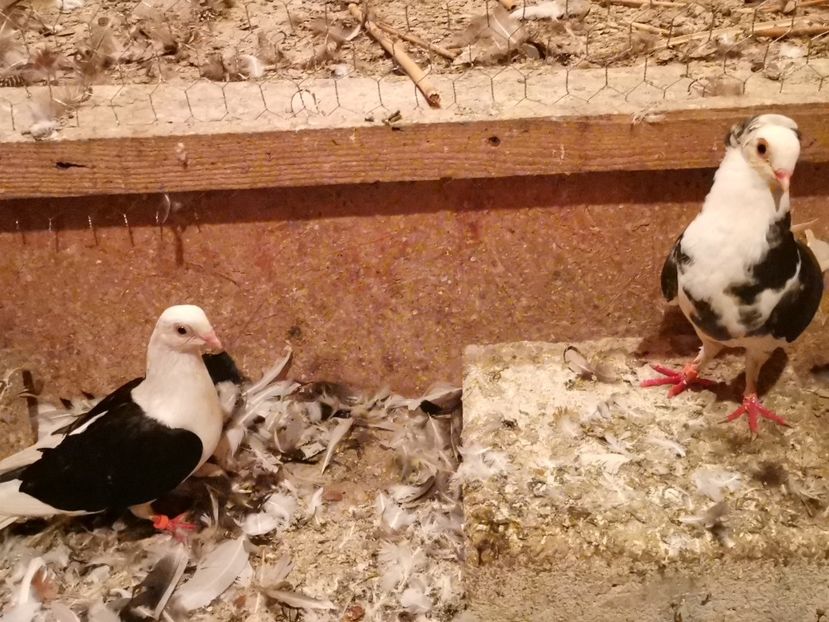  - Voliera de la țară!